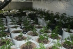 Desmantelado un cultivo ilegal con 468 plantas de cannabis en un chalet de Cambrils.